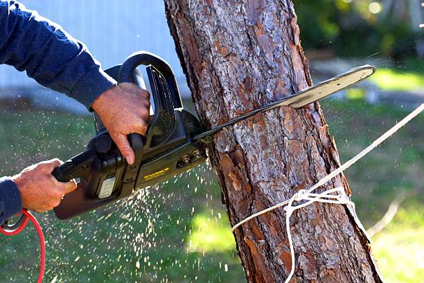 Reliable Orange City, IA Tree Services Solutions