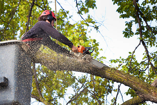 Best Storm Damage Tree Cleanup  in Orange City, IA