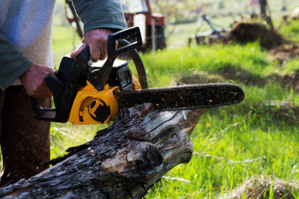 Best Fruit Tree Pruning  in Orange City, IA